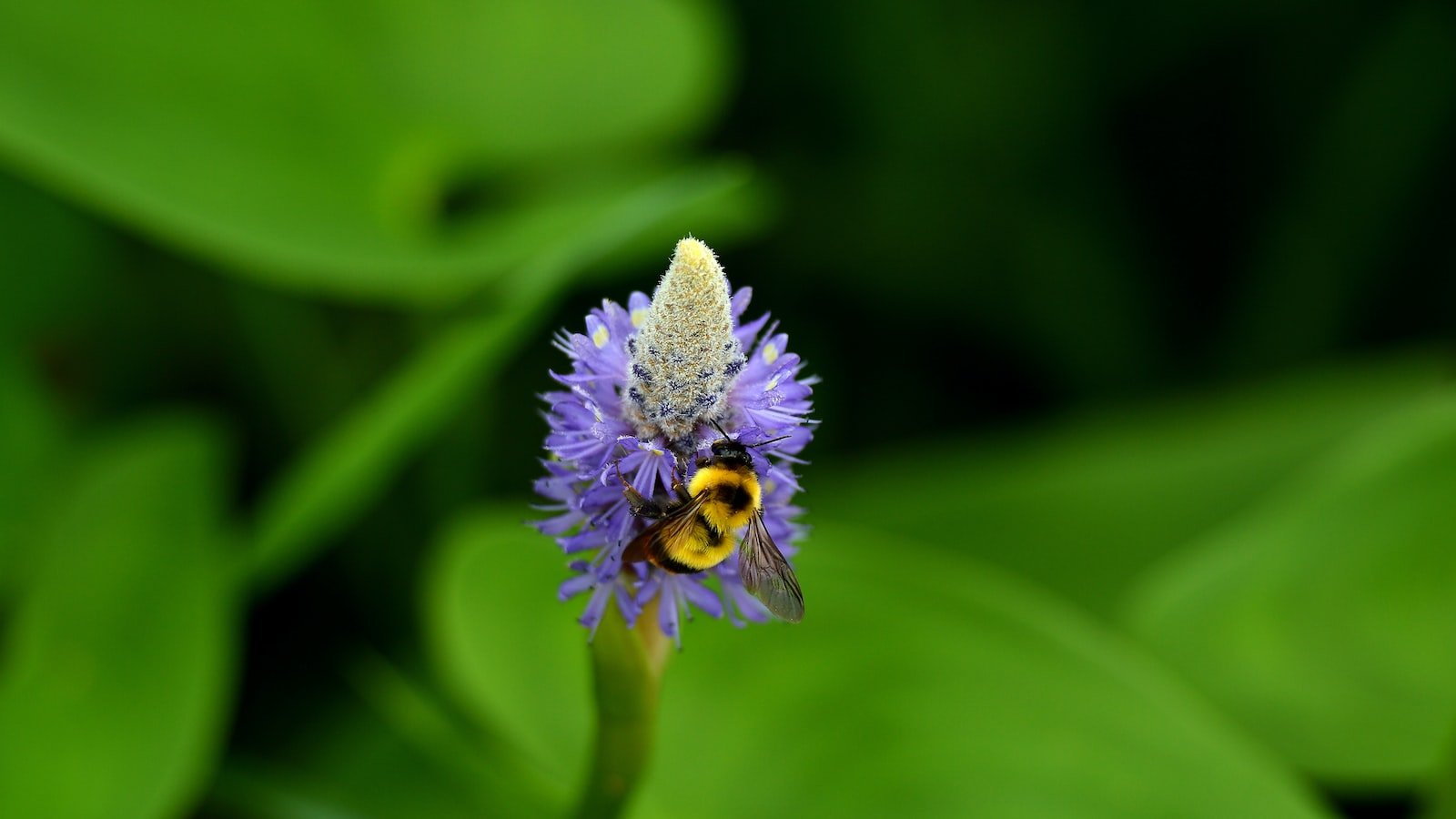 The Importance of Garden Accessibility in Bee-Safe Planting