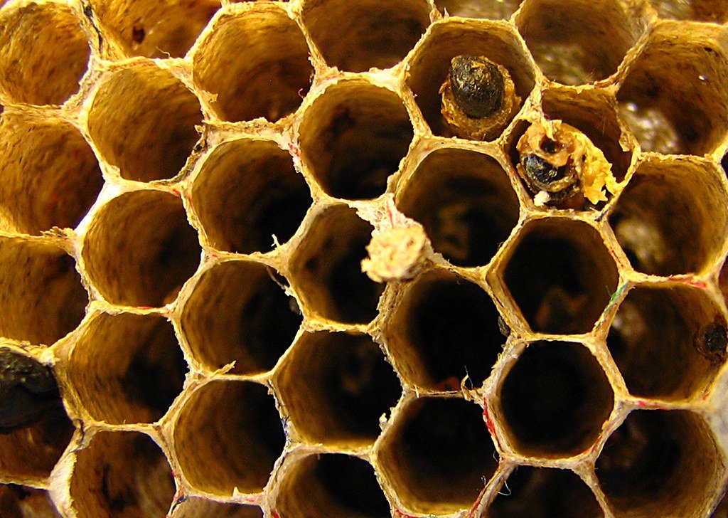 The Benefits of Natural Hive Materials