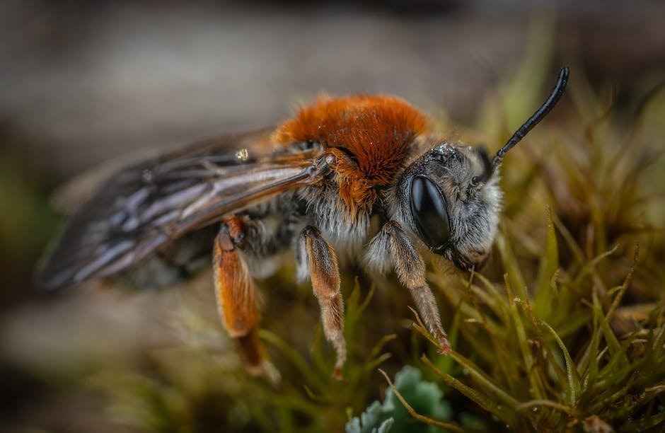 The Role of Bee Social Structure in Communication
