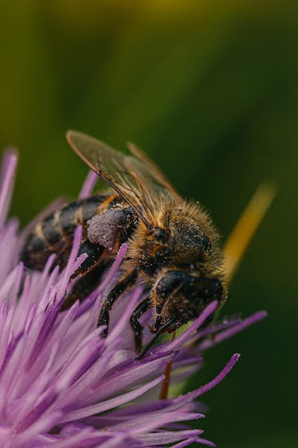 Optimizing‍ Bee Communication: Strategies for⁤ Enhancing the ‍Social Structure within Hives