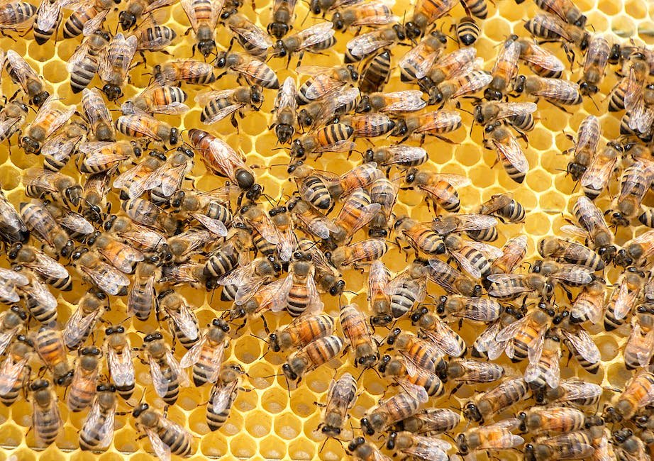 The⁢ Power of Collective‍ Decision-Making: How Bee Social ​Structure Fuels Efficient Communication