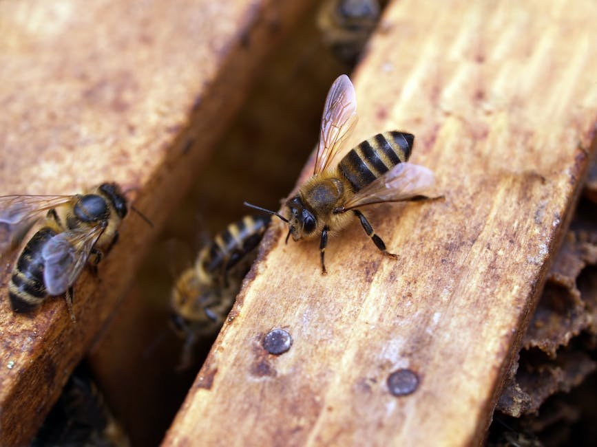 Recognizing the Signs of Hive​ Overcrowding