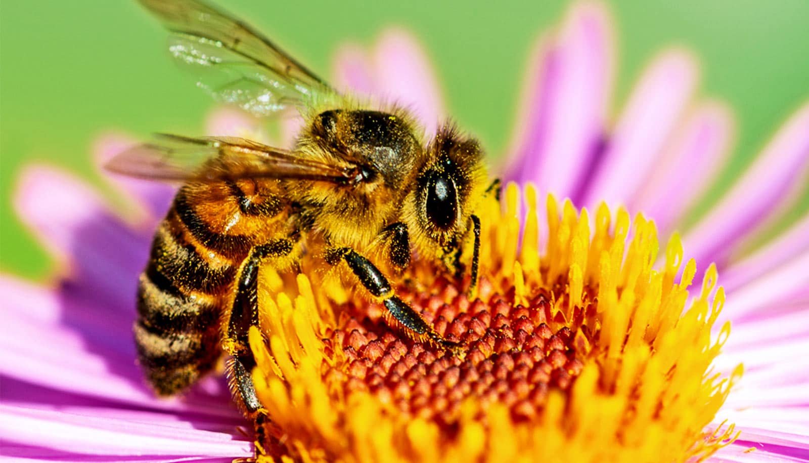 How to Create a Bee-Friendly Environment Around Your Hive