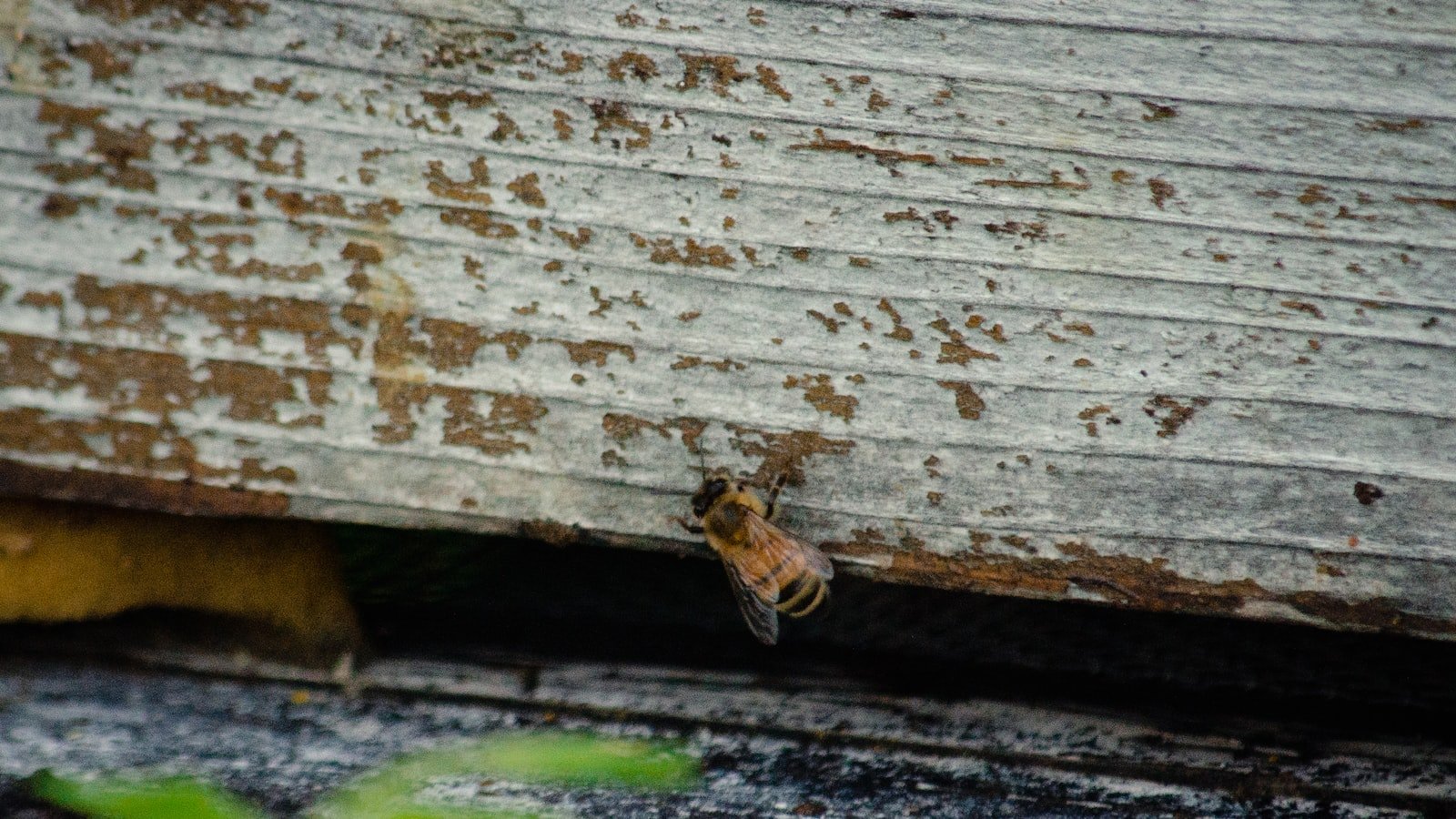 How to Comply with Endangered Species Laws in Beekeeping