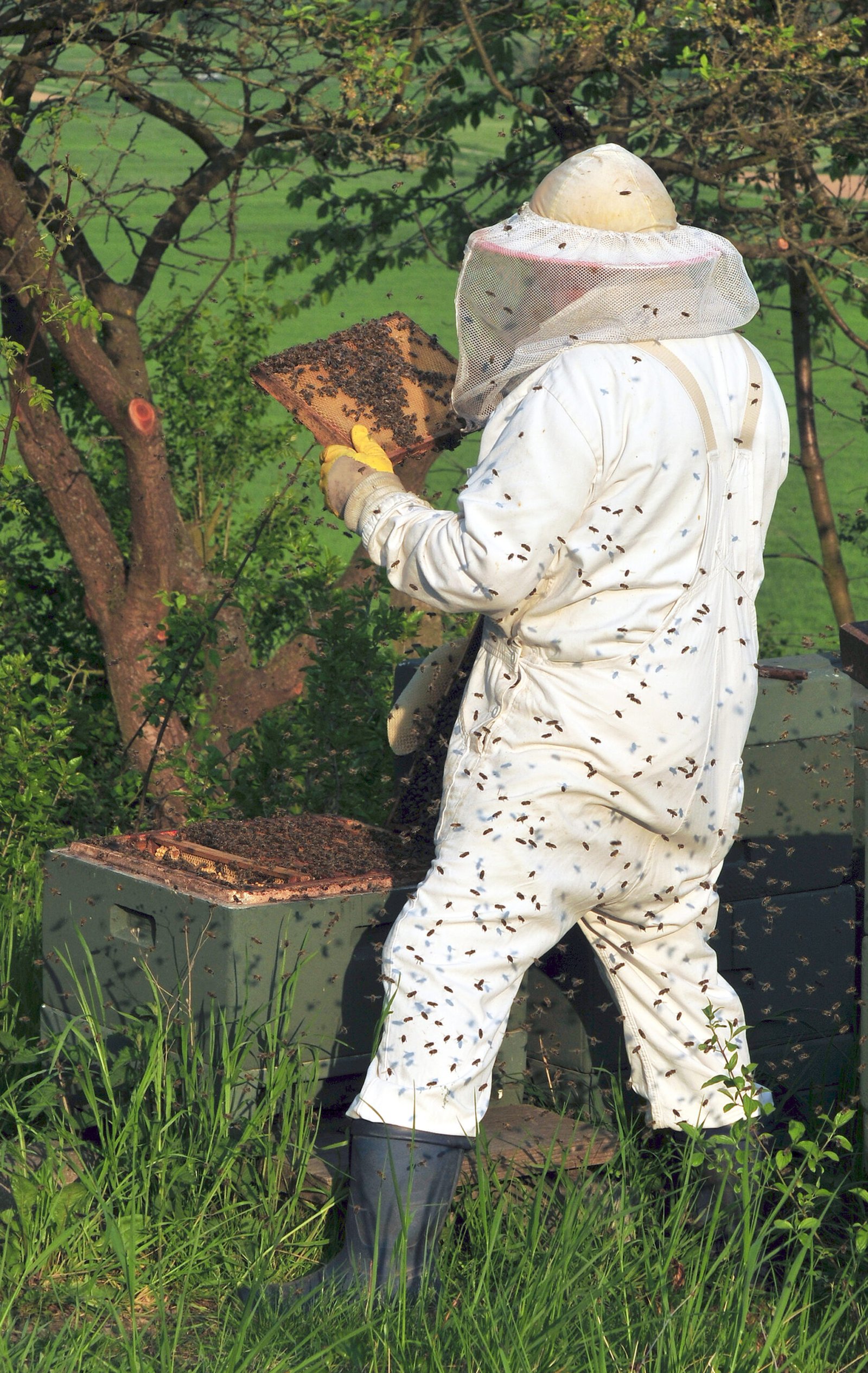 The Role of Beekeeping in Disaster Relief