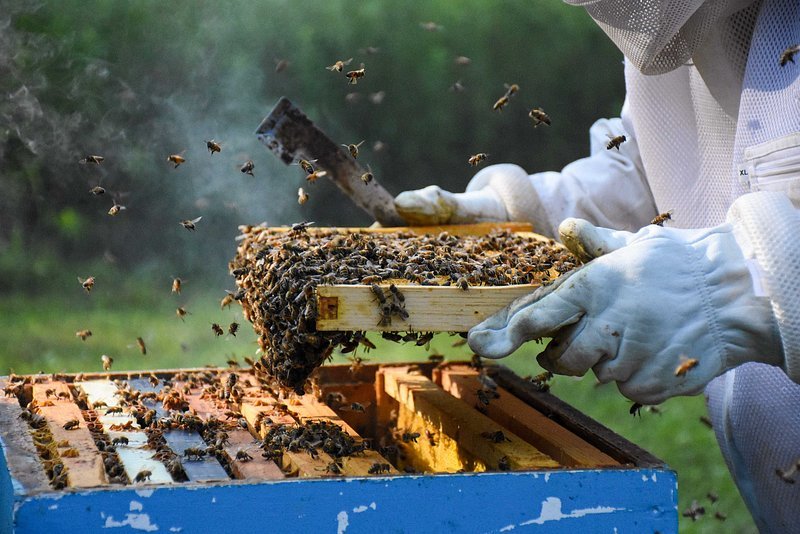The Importance of Seasonal Beekeeping for Sustainability