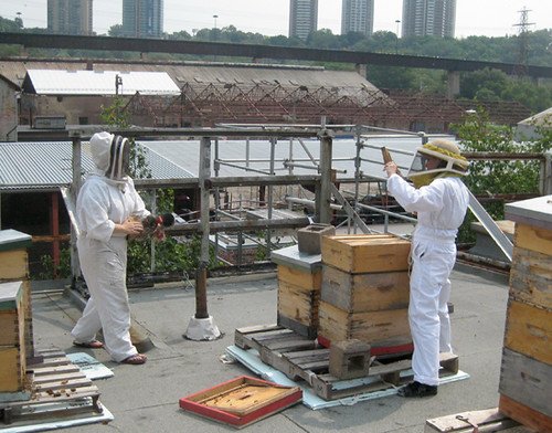 The Impact of Local Ordinances on Urban Beekeeping