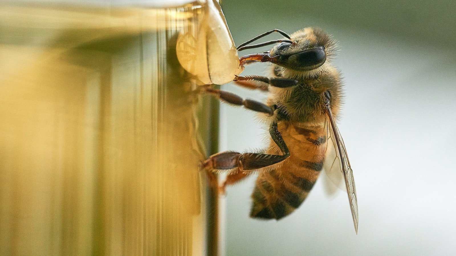 How Bees Use Wing Flapping to Signal Danger