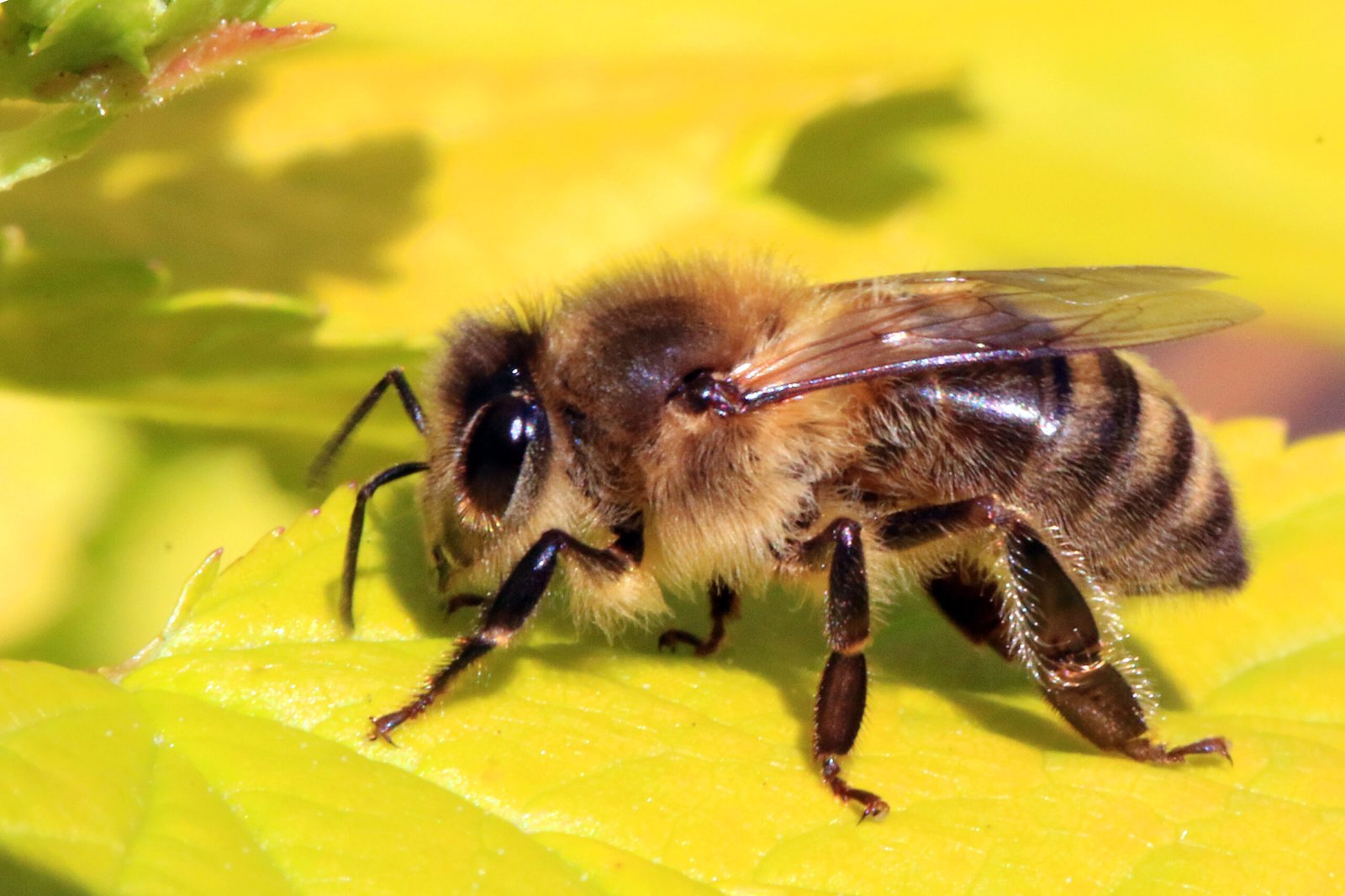 The Role of Bees in Air Quality Improvement