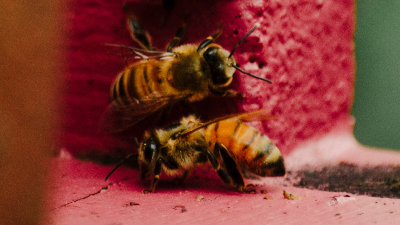 The Role of Beekeeping in Urban Sustainability Policies