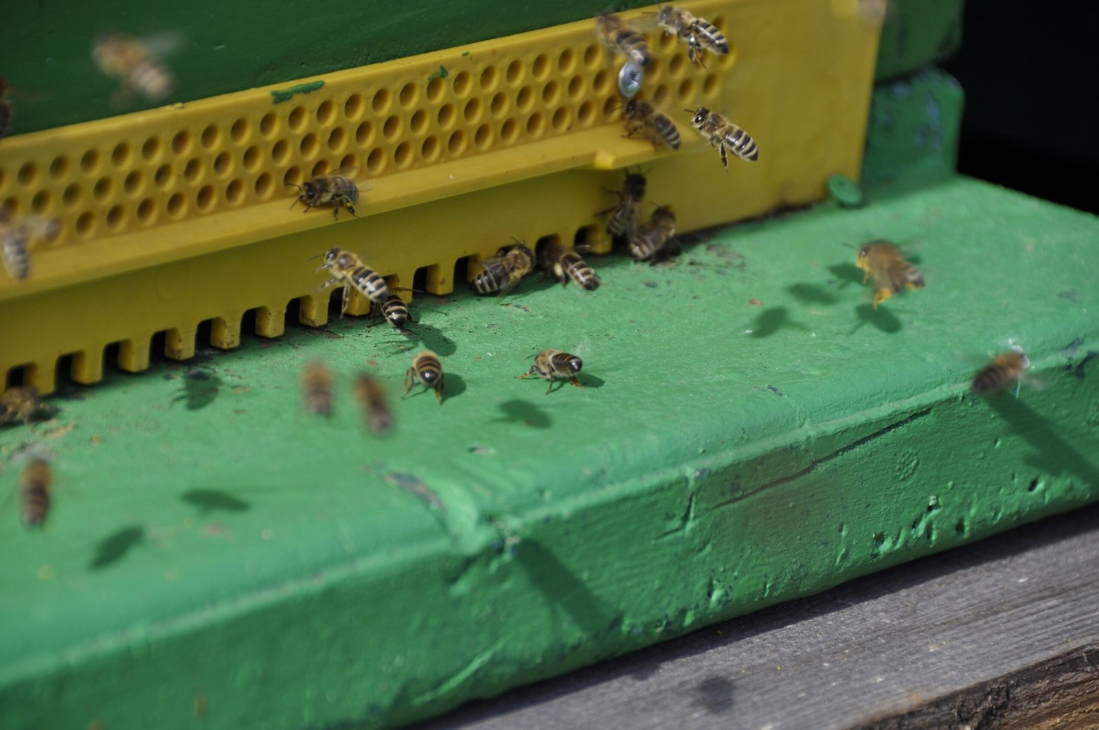 How to Choose the Best Hive Scale: A Buyer’s Guide