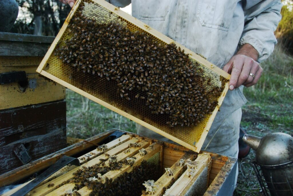 How to Make Your Own Hive Frames and Foundations Urban Bee Life