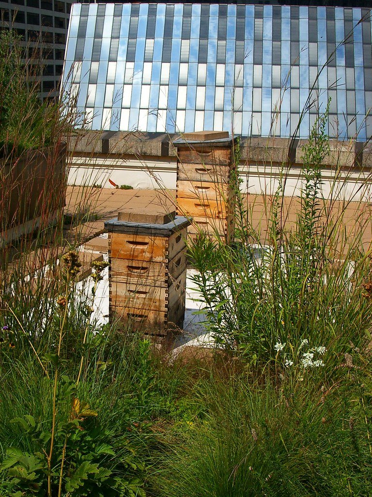 How to Connect with Other Urban Beekeepers: A Guide