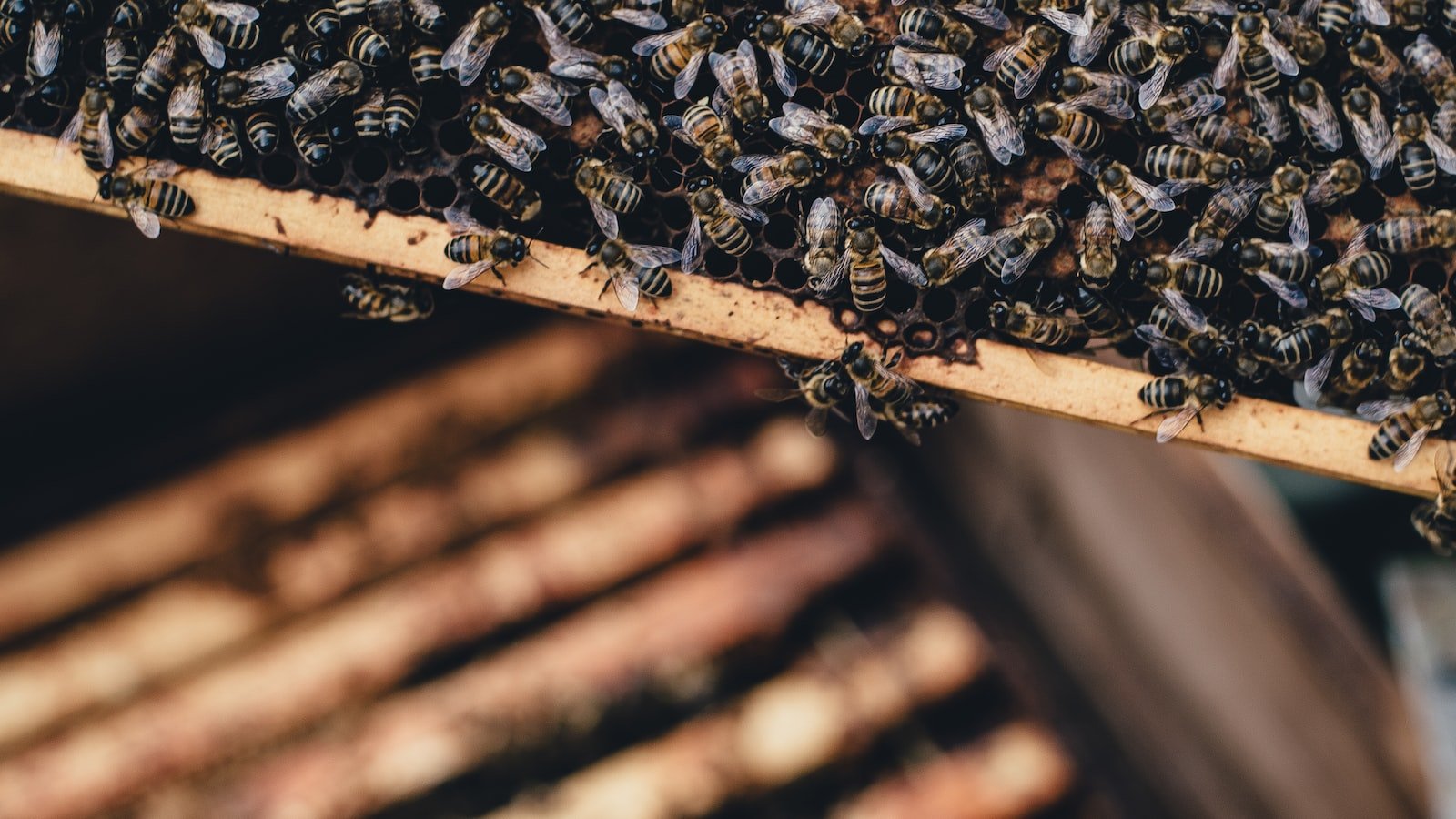 The Importance of Hive Numbers: Stay Organized