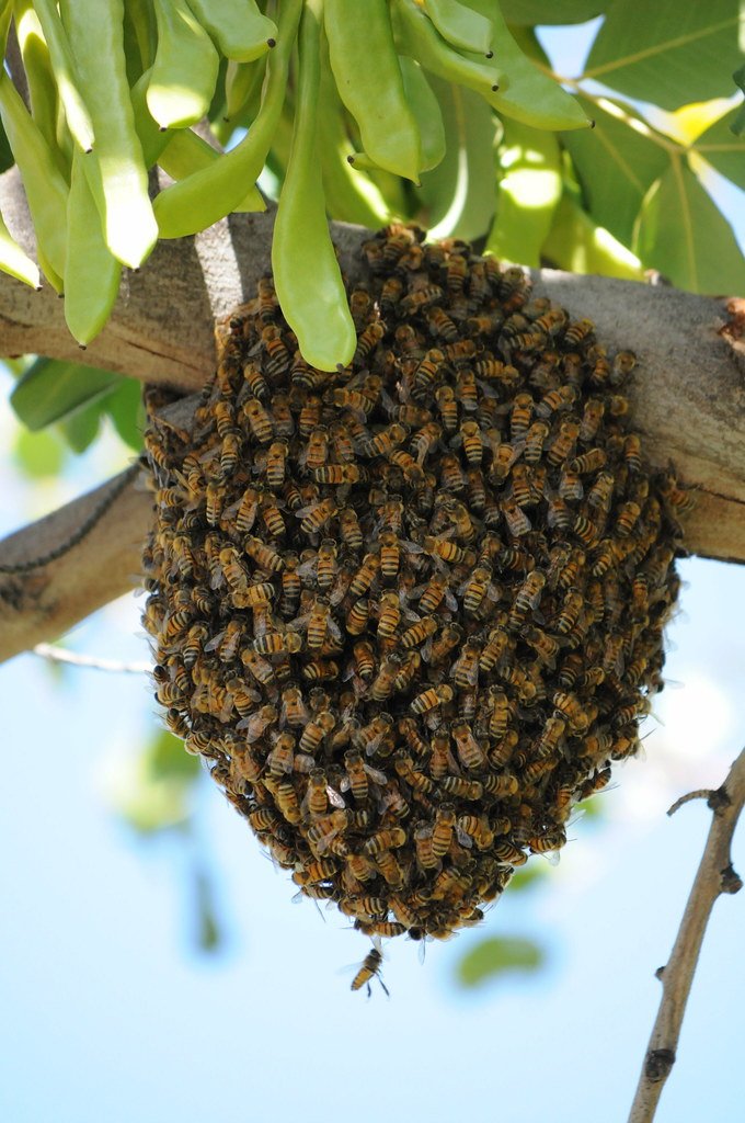 How to Prepare Your Hive for Winter: A Comprehensive Guide
