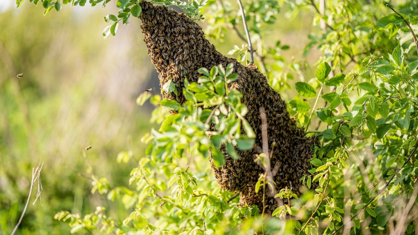 How to Prepare Your Hive for Honey Harvesting Season