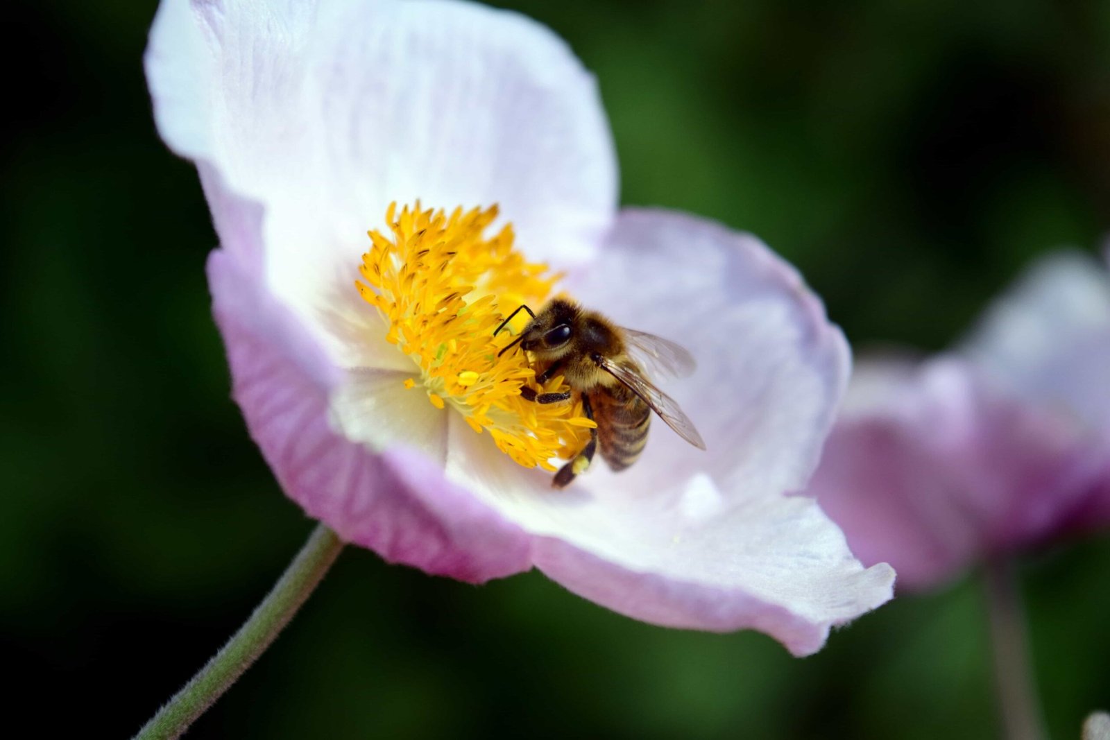 The Role of Pollen in Bee Nutrition