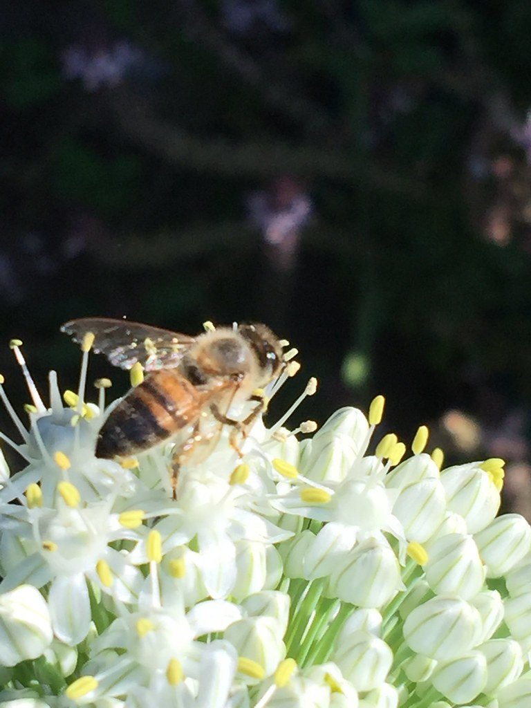 The Importance of Garden Layout in Bee Foraging
