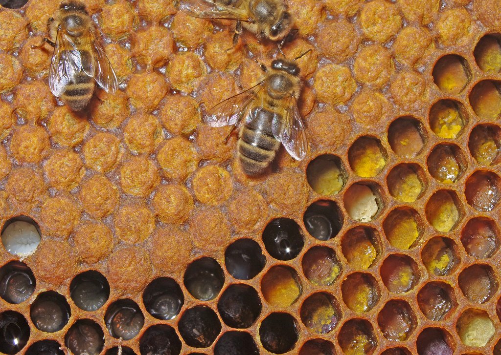 The Importance of Hive Orientation
