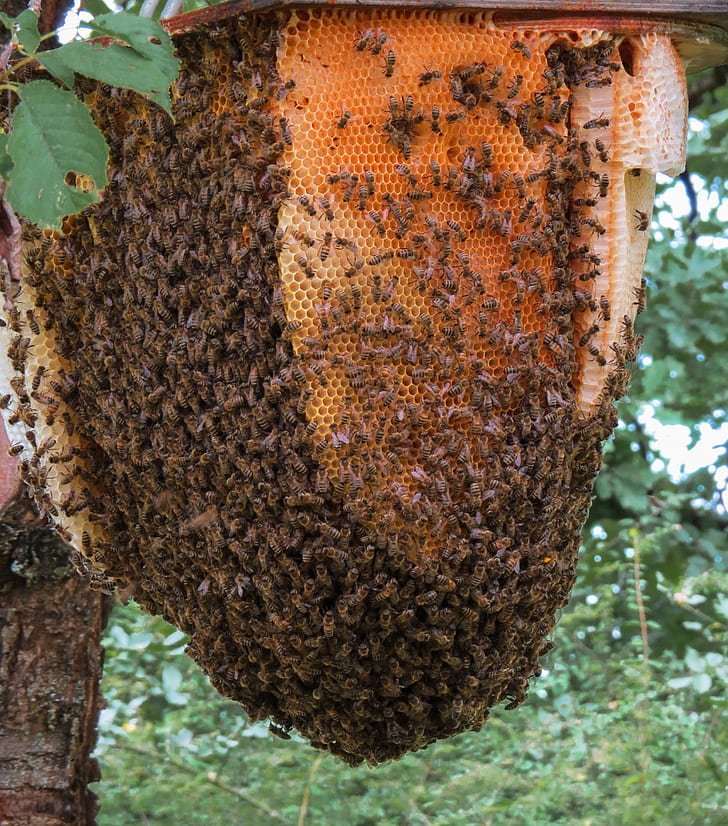 How to Move Your Hive Safely and Efficiently