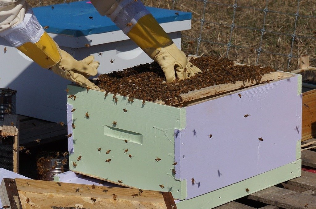 How to Make Your Beekeeping Inspections Less Invasive