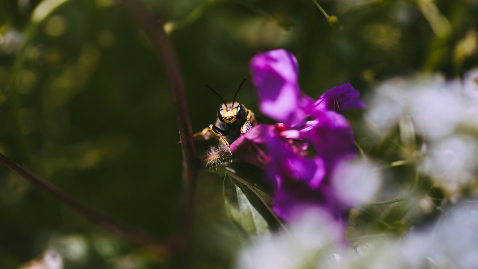 The Importance of Bee Communication in Disease Prevention