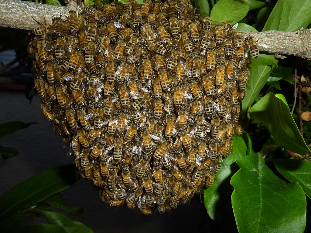 The Role of Bees in Biodiversity: What You Need to Know