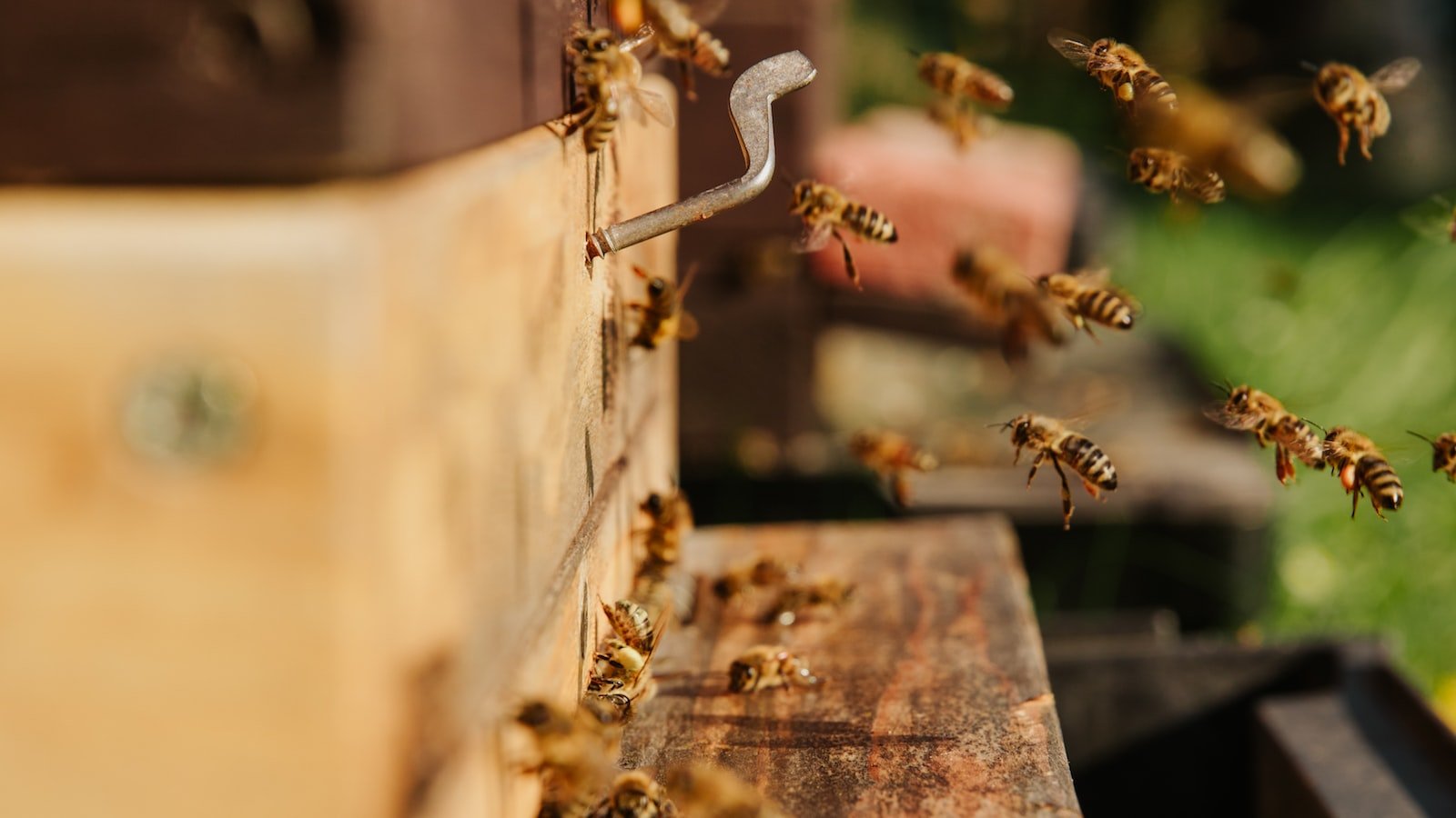 The Role of Beekeeping in Local Food Systems