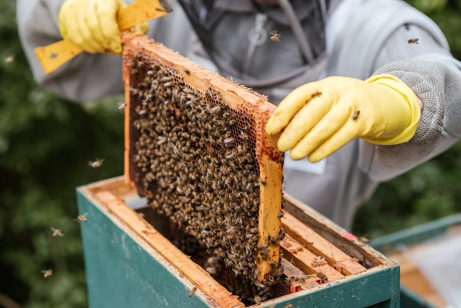 The Science of Beekeeping: Understanding Bee Behavior