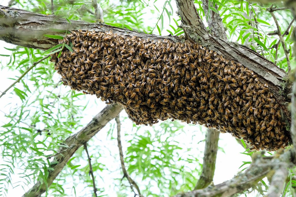 How to Handle Bee Swarming: A Health Perspective