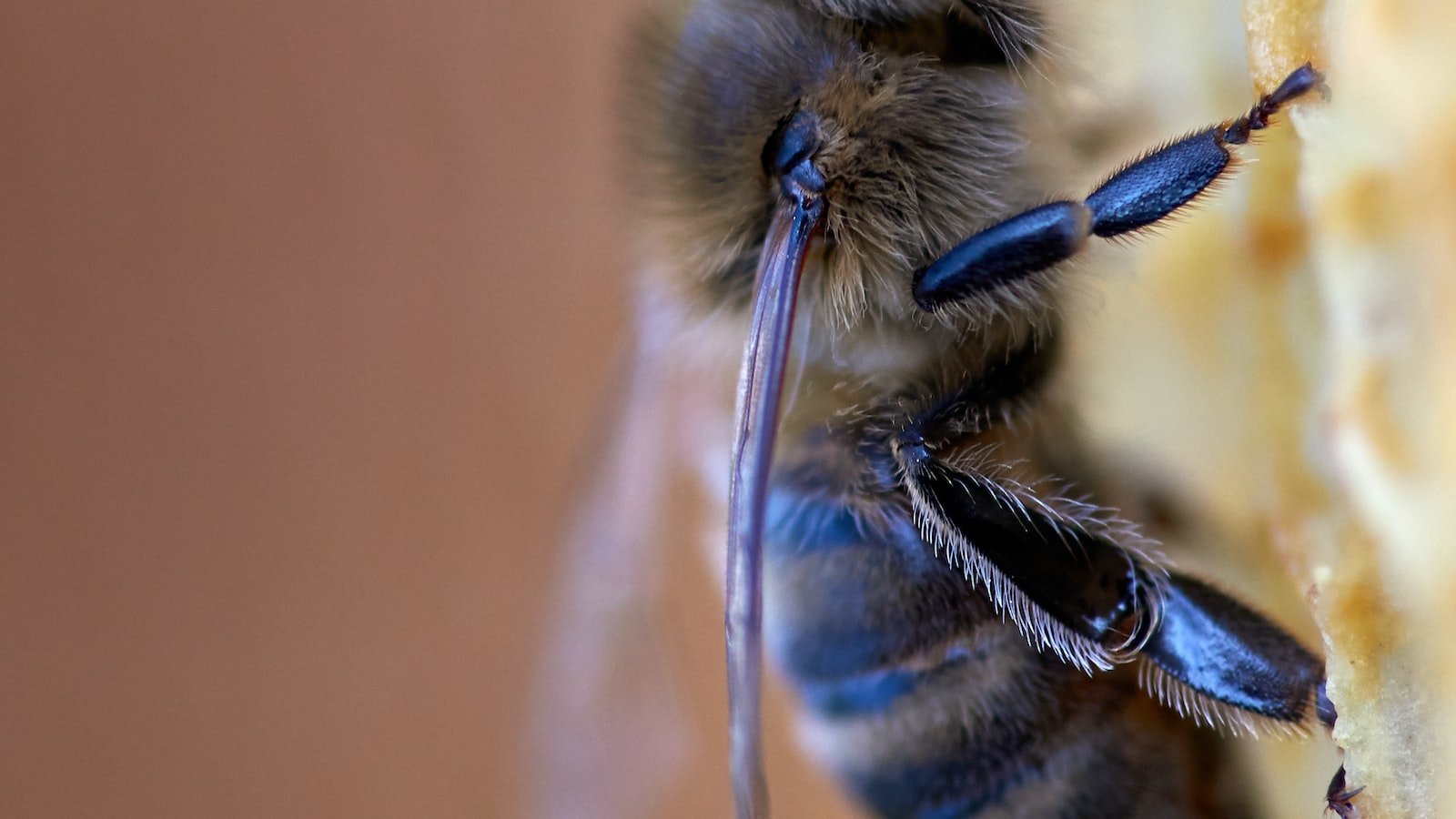 The Importance of Bee Communication in Pollination