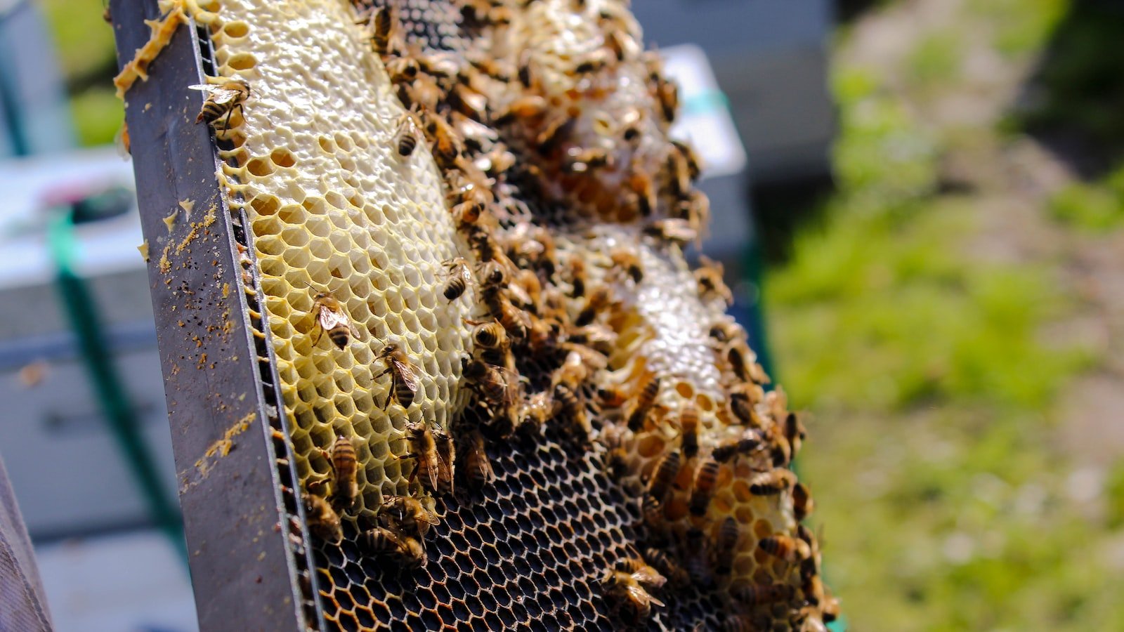 The Importance of Hive Hygiene: Tips and Tricks
