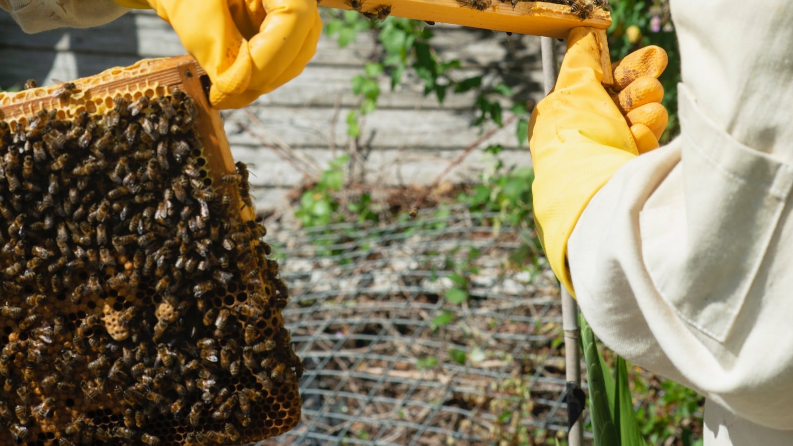 beekeeping tourism potential