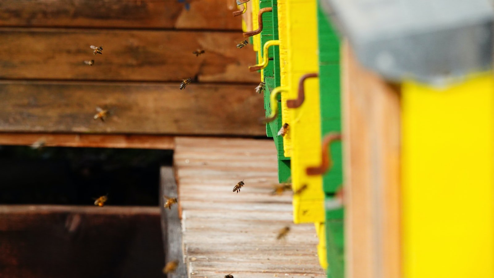 The Importance of Beekeeping Certifications: Why Get Certified?