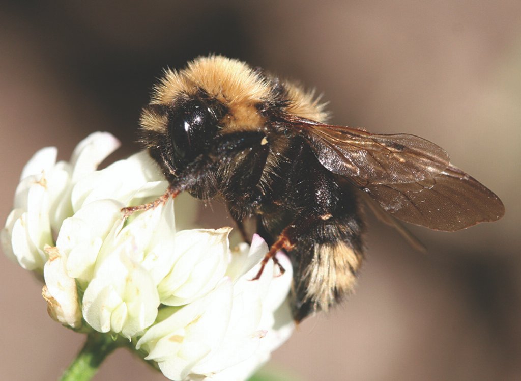 - Threats to Native Bee Populations and Ecosystem Health