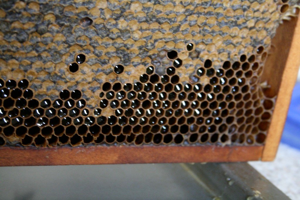 How to Manage Hive Robbing: Prevention and Solutions