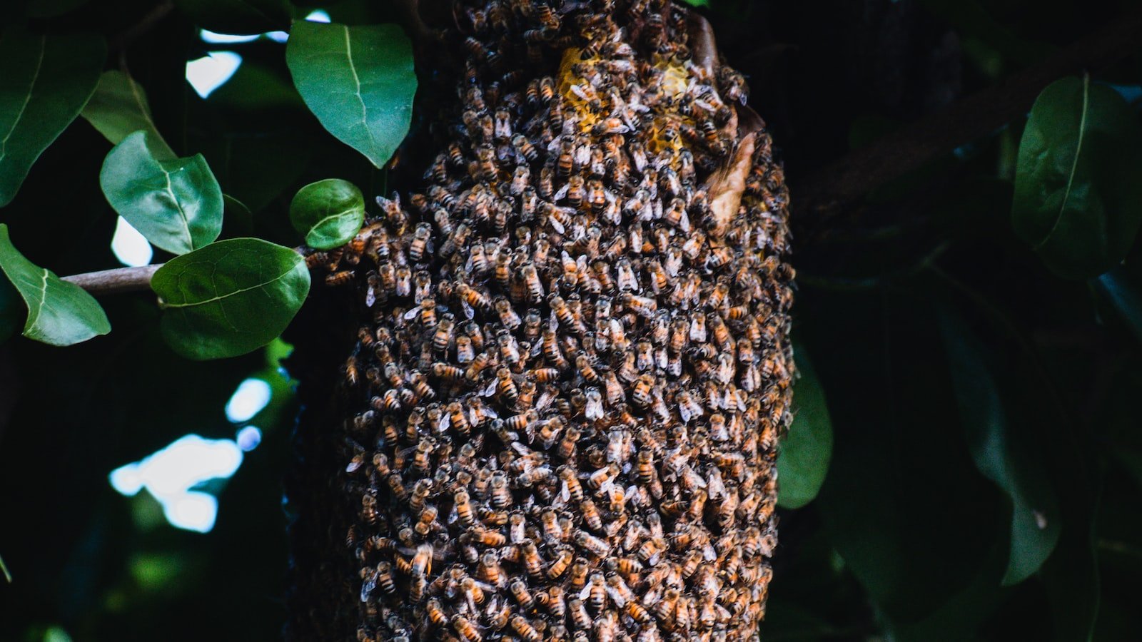 How to Create a Hive Maintenance Checklist: Stay Organized
