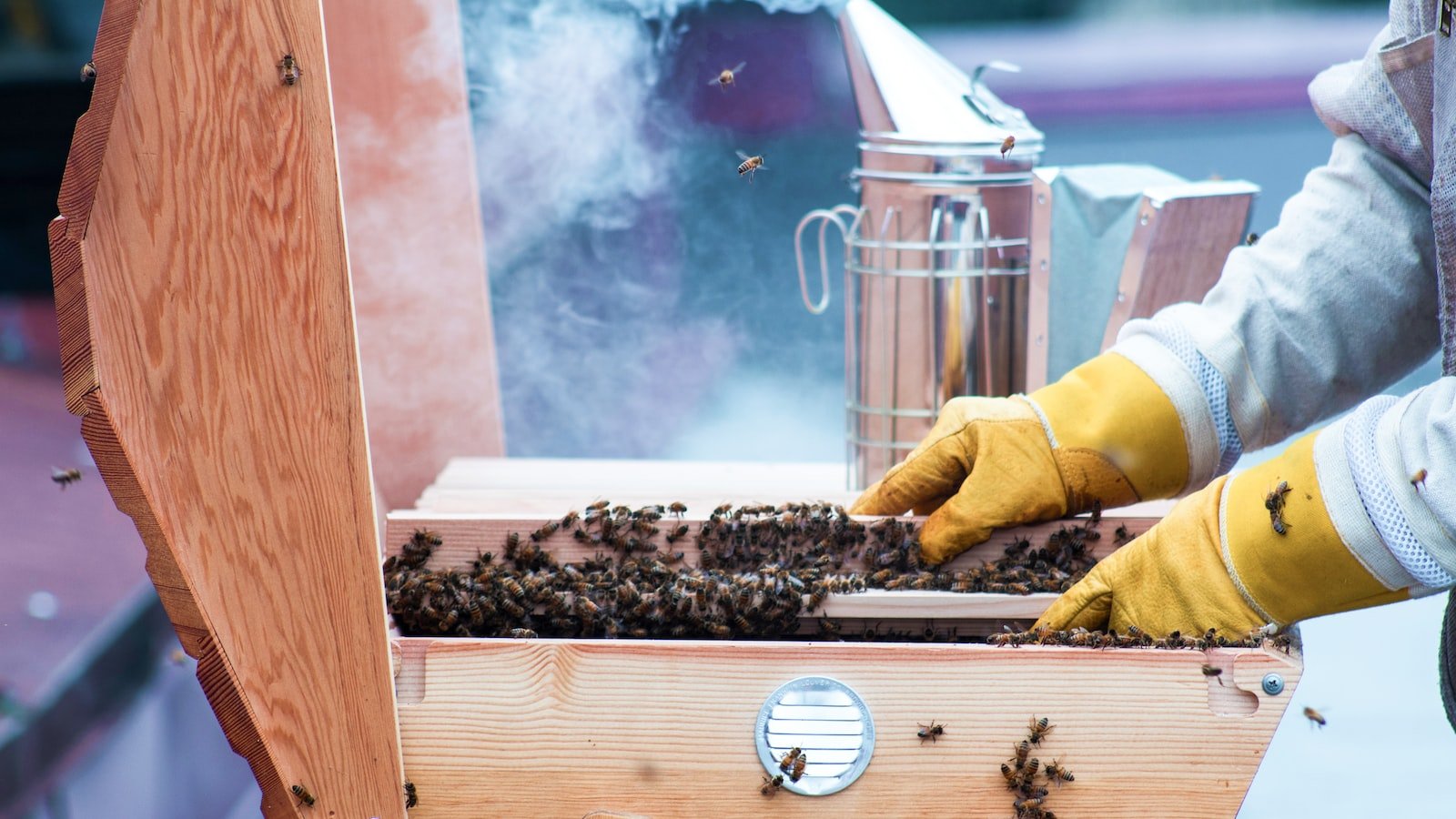 How to Manage Hive Insulation in Winter