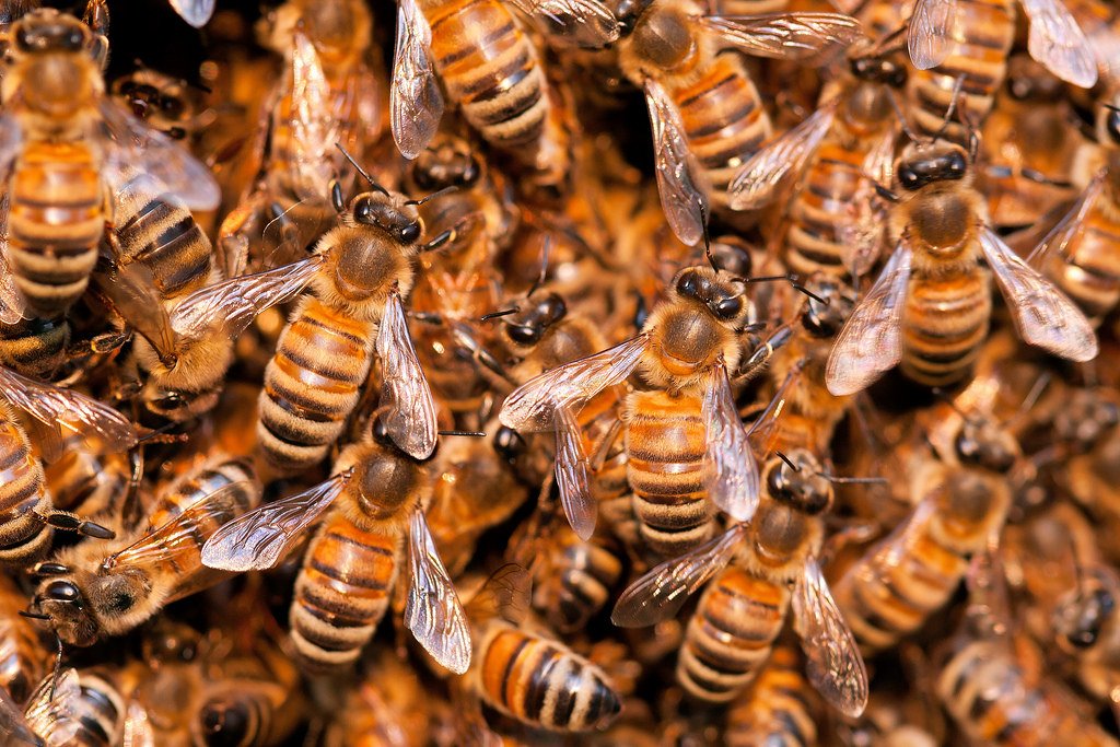 How to Manage Bee Anxiety During Harvesting