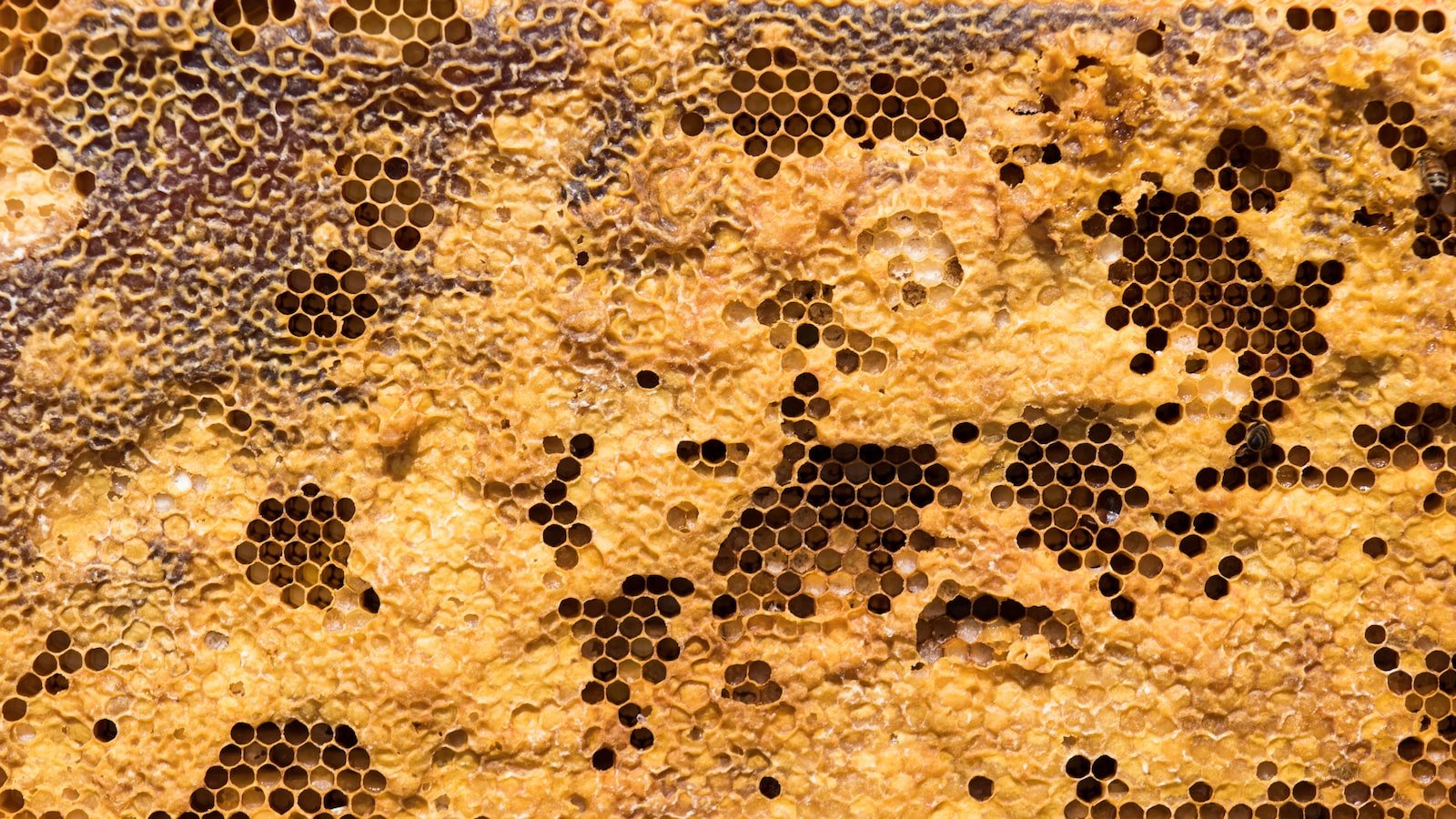 How to Keep Your Hive Clean: A Checklist