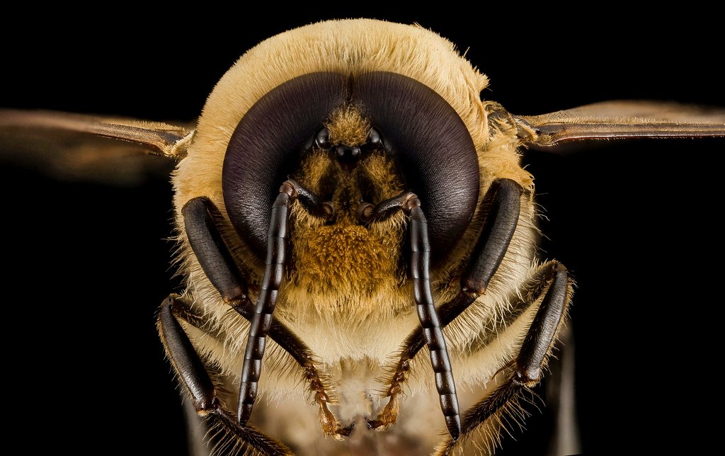 The Endurance and Reproductive Duties of Drone Bees
