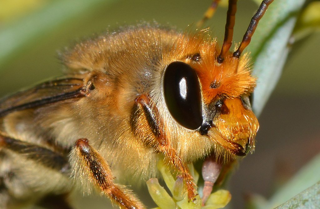 - The Ecological Role of Native Bees as Pollinators