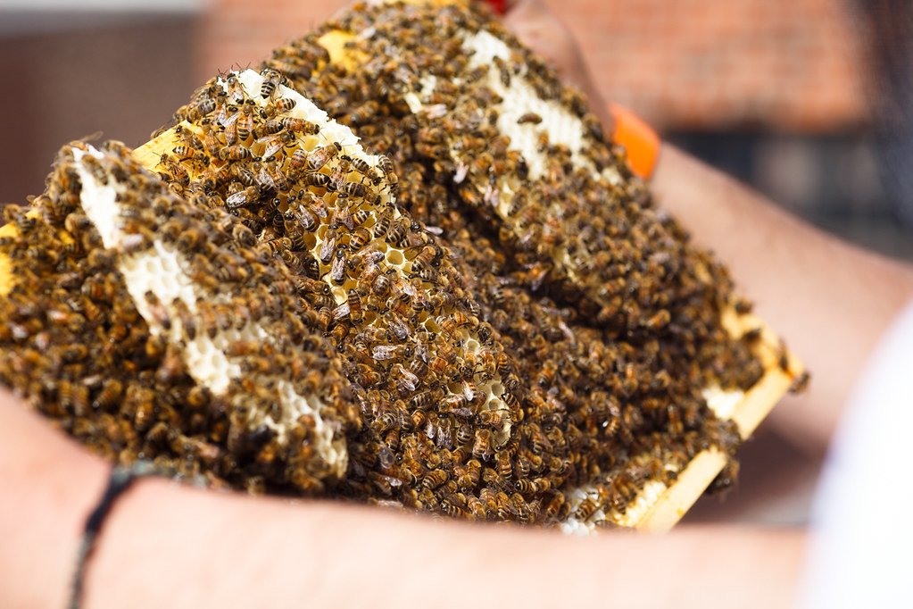 Selecting the Perfect Bee Species for ‌Your Urban Beehive