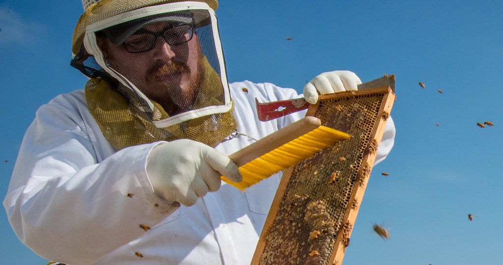 Understanding the Honey Harvesting‍ Process in a Kenyan Top-Bar Hive