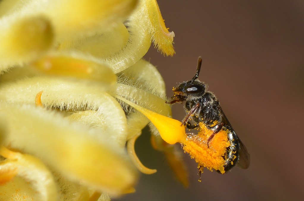 The Relationship Between Pollen Availability and Bee Health