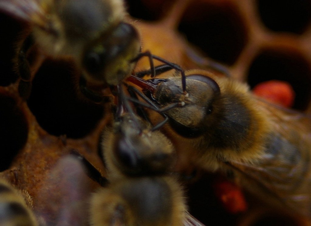 Improving Bee Communication for Efficient Thermal Regulation in Beekeeping