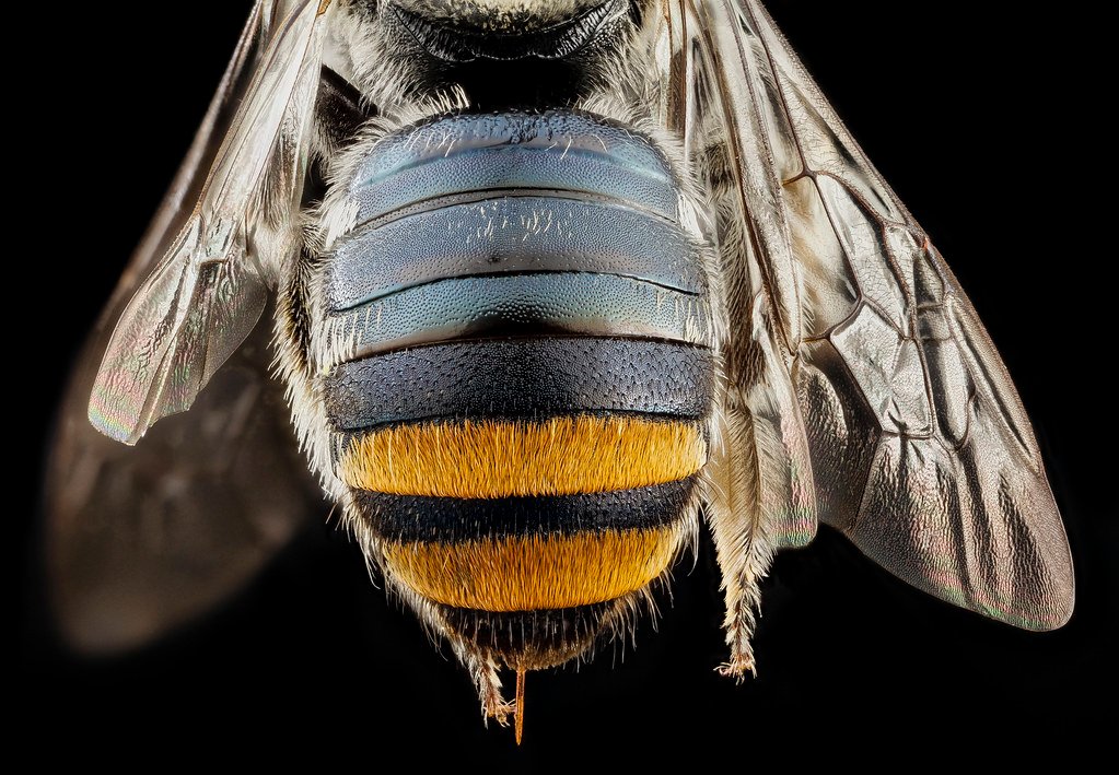 Delving⁣ into Bee Biology: ⁢Understanding the Purpose of Yawning in Bees