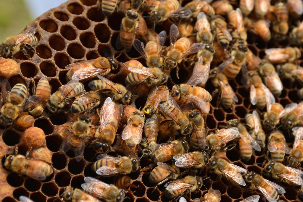 Nurturing ‍Healthy Hives: Essential Practices and Techniques ⁣for Disease Management