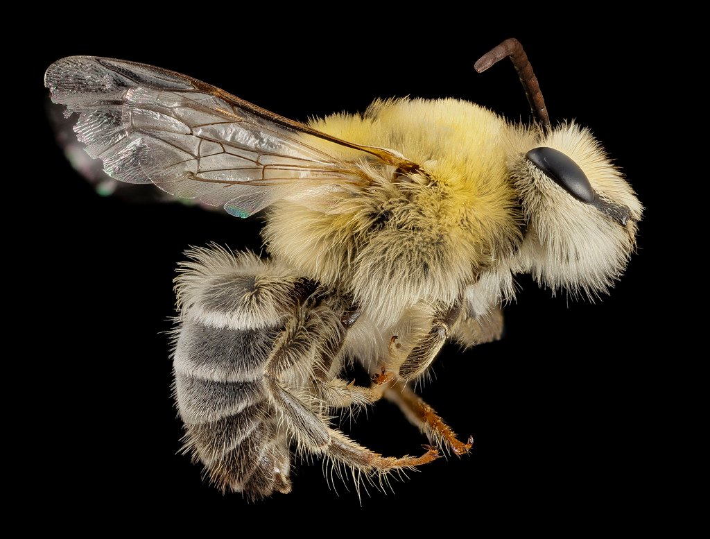 Analyzing the Legal‌ Framework Surrounding Bee Foraging⁣ Activities