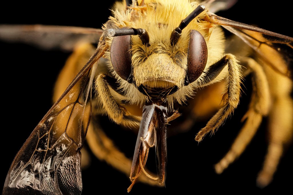 Preventing Bee Dehydration:​ Understanding the Importance of Water​ Sources